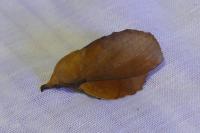 Gastropacha quercifolia