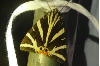 Euplagia quadripunctaria