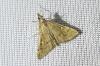 Dolicharthria punctalis