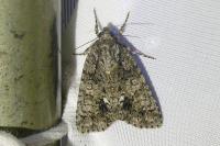 Acronicta rumicis