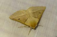 Crocallis elinguaria