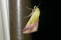 Eublemma purpurina