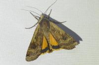 Noctua pronuba