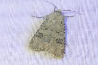 Anarta stigmosa