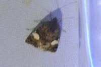 Tyta luctuosa
