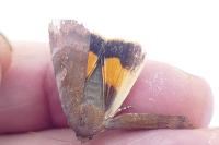Noctua janthe