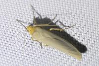 Eilema caniola