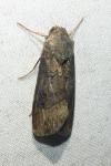 Agrotis ipsilon