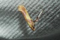 Caloptilia alchimiella/robustella