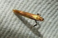 Caloptilia alchimiella/robustella