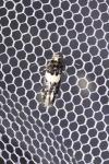 Recurvaria leucatella