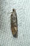 Clavigesta sylvestrana
