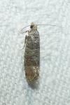 Clavigesta sylvestrana