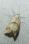Cochylimorpha straminea