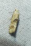Cochylimorpha straminea