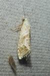 Cochylimorpha straminea