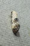 Cochylis posterana
