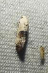 Cochylis posterana
