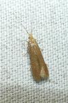 Coleophora flavipennella/lutipennella