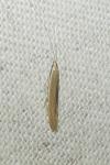 Coleophora