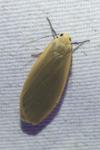 Collita griseola
