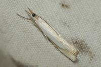 Crambus pascuella