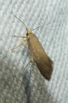 Crassa unitella