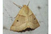 Crocallis elinguaria