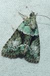 Cryphia algae