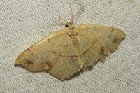 Cyclophora punctaria