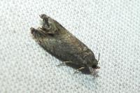 Cydia splendana