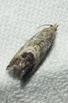 Cydia splendana