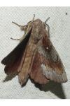 Dendrolimus pini