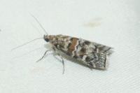 Dioryctria abietella/sylvestrella