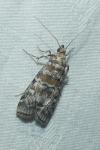Dioryctria abietella/sylvestrella