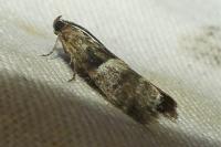Elegia similella