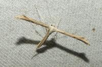 Emmelina argoteles/monodactyla
