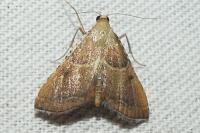 Endotricha flammealis