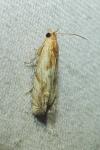 Eucosma cana