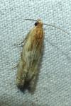 Eucosma cana
