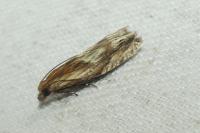 Eucosma cana