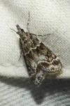 Eudonia mercurella