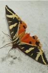 Euplagia quadripunctaria