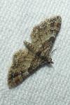 Gymnoscelis rufifasciata