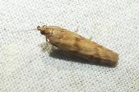 Homoeosoma sinuella