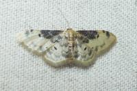 Idaea filicata