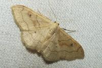 Idaea rubraria