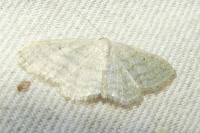 Idaea subsericeata