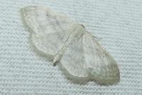 Idaea subsericeata