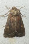 Lacanobia oleracea